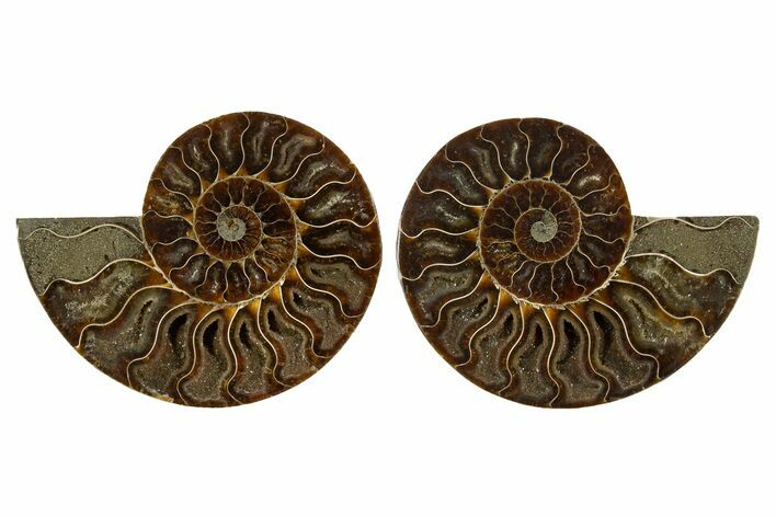 Cut & Polished,Agate-Replaced Ammonite Fossil - Madagascar #336829